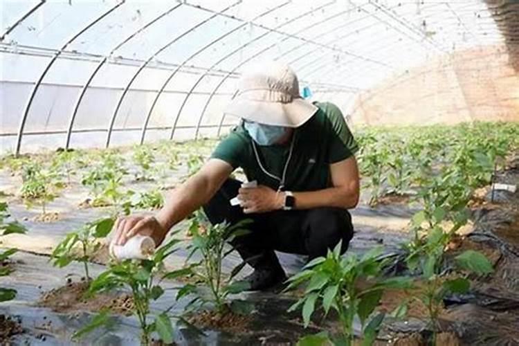 守护绿色长城：防治林木害虫的三大策略