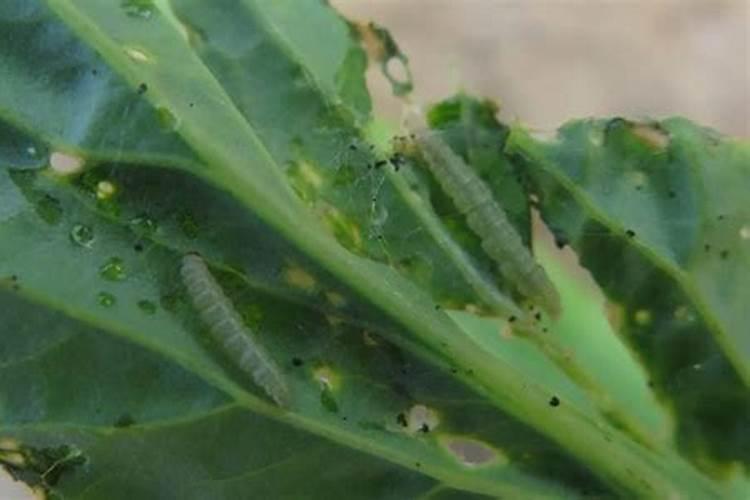 守护菜园：白菜小菜蛾防治全攻略