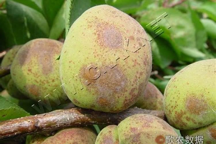 战胜杏褐腐病：药剂防治法的科学应用