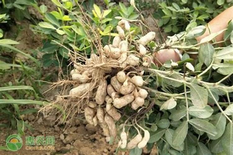 种花生什么时候放钾肥好些？
