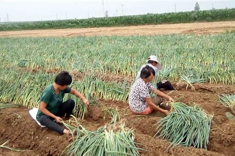 大葱定植移栽后的施肥策略：迈向高产之路
