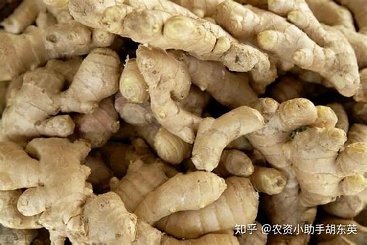 大姜姜瘟病的综合有效防治策略