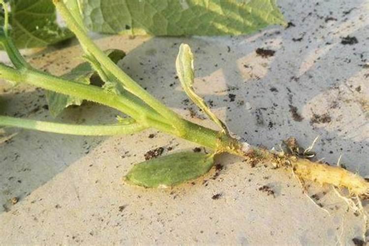 蔬菜烂根有原因
