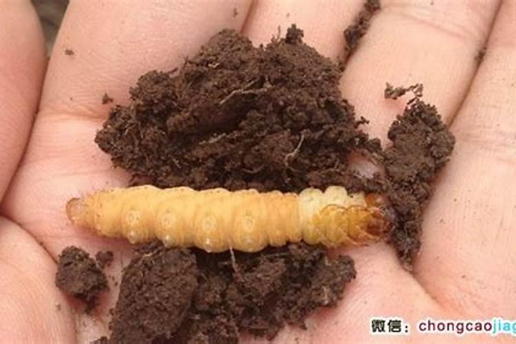 揭秘神秘的冬虫夏草：冬天真的是虫子吗？