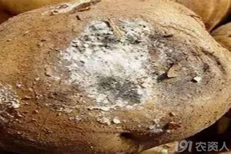 马铃薯白绢病有哪些危害症状？