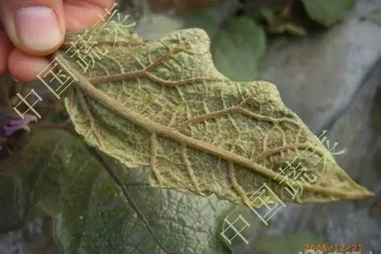 怎样防治茄子茶黄螨虫害？