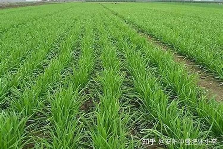 韭菜的施肥与管理