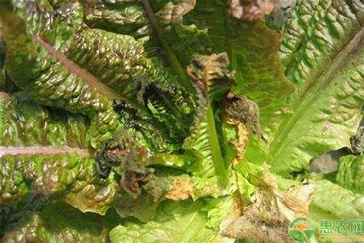 莴笋霜霉病的危害症状发病条件防治方法？