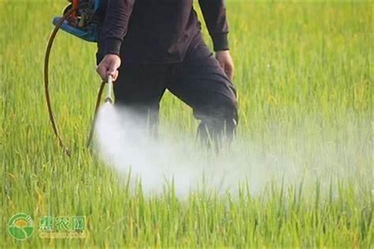 农药药效如何充分发挥农药药效
