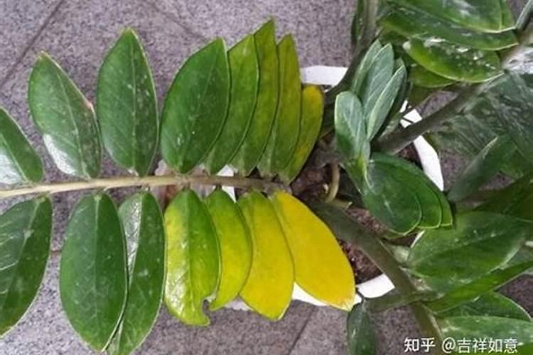 金钱树叶子发黄怎么办，怎样解决？