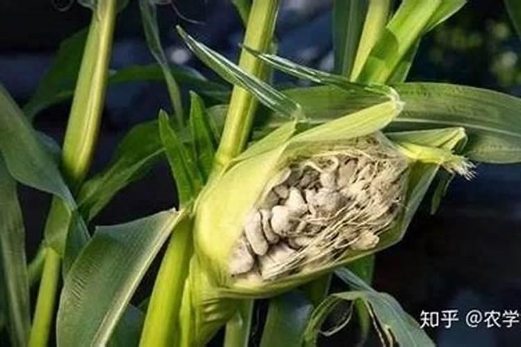 田间守护者：有效预防玉米疯长的药剂指南