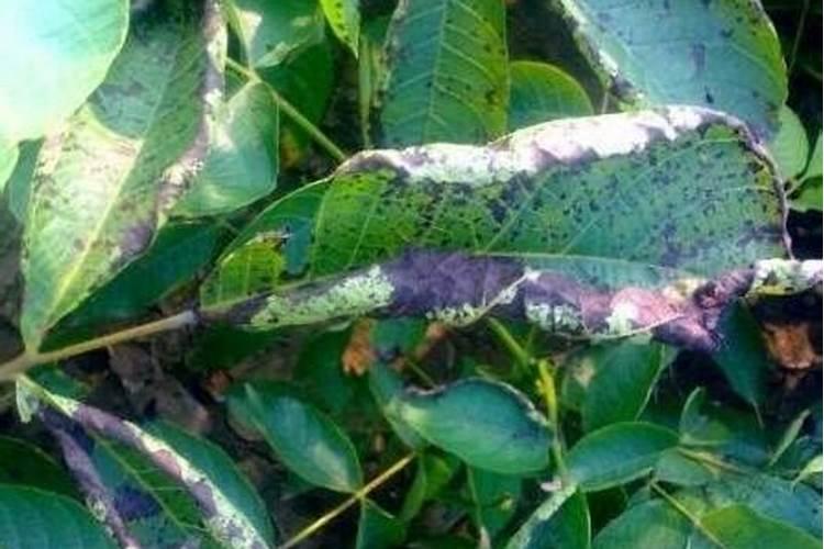 西洋参黑斑病症状及防治方法？