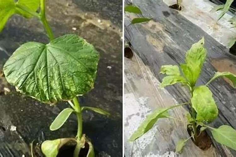 盆景植物的施肥管理：细节决定成败