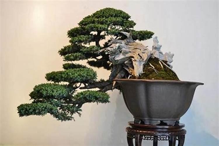盆景的日常养护工作中,哪些事是不能做的？