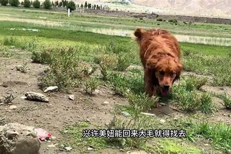 每次施肥都提心吊胆,不是怕多就是怕少,怎么给盆景进行正确的施肥？