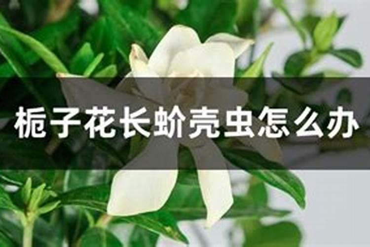 龙船花和栀子花生了蚧壳虫怎么办？