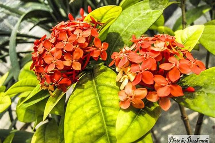 龙船花叶子有红斑,一碰就掉落,怎么回事？