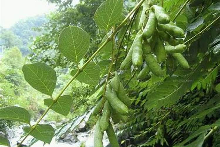 猫屎瓜的种植奥秘：掌握关键技术，收获丰硕之果