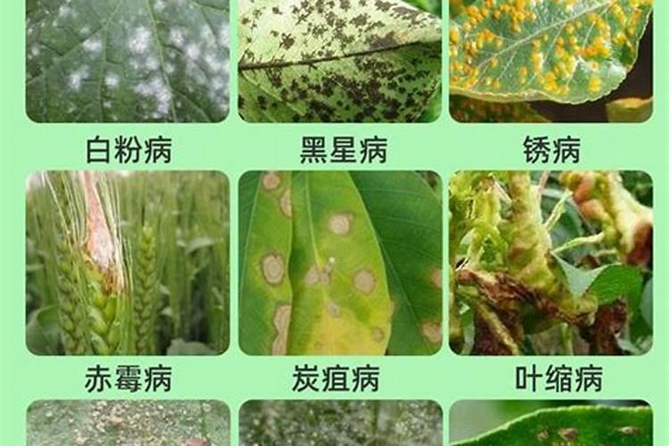 战胜田间隐形杀手：有效防治冬瓜镰孢褐腐病的策略