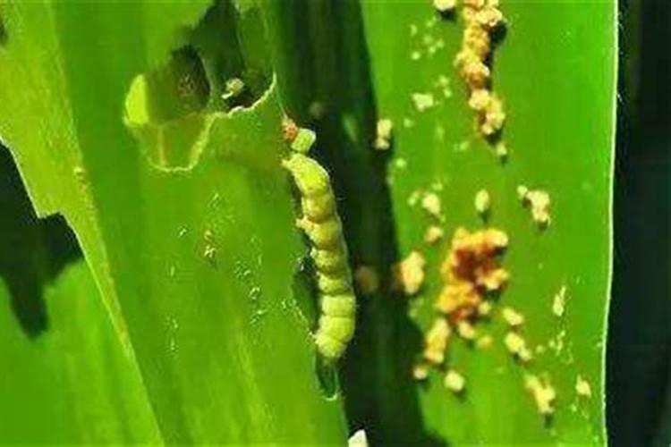 掌握时机：玉米螟防治的最佳时期