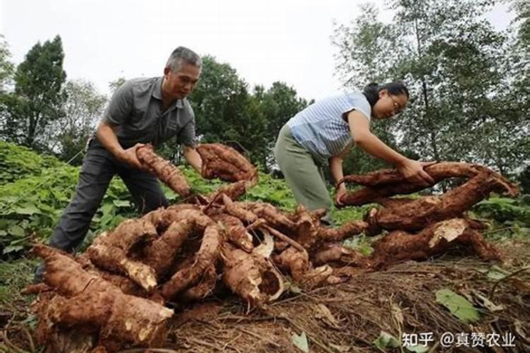 葛根病害防治：守护绿色宝藏的关键策略