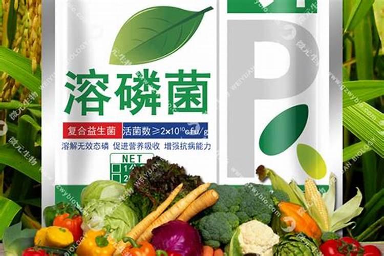 揭秘土壤的隐形英雄：认识磷细菌肥料