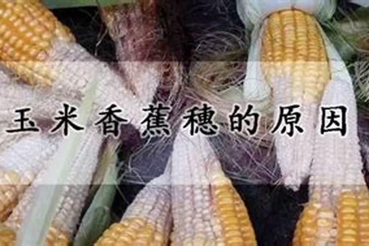 玉米香蕉穗的原因