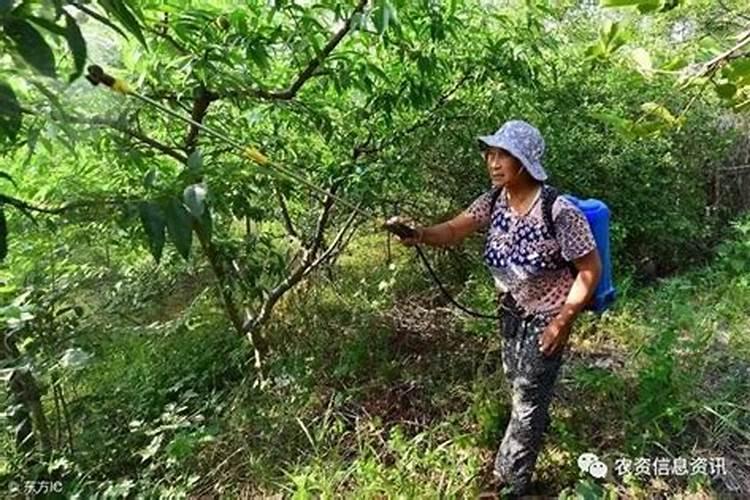 桑叶牡丹叶子发黄喷施<a href=