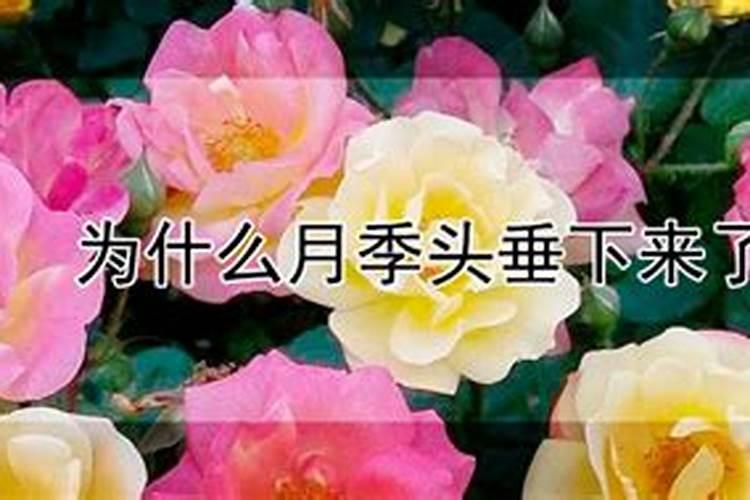 月季花苞下垂原因？为什么月季头垂下来了