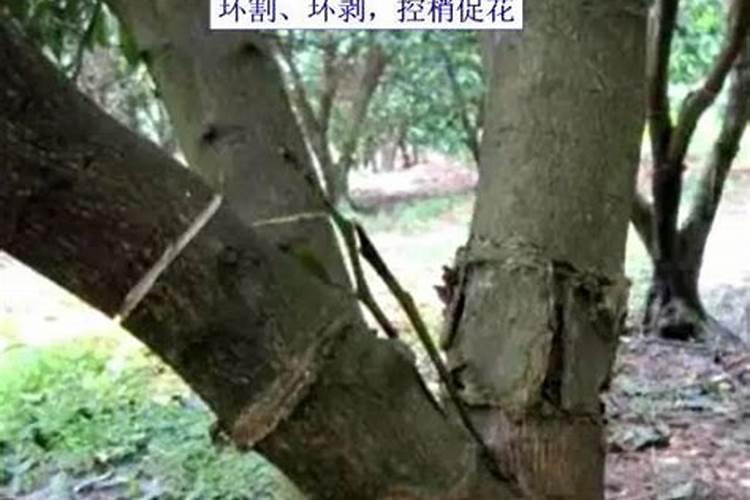 何为花芽分化期？怎样促进花芽分化