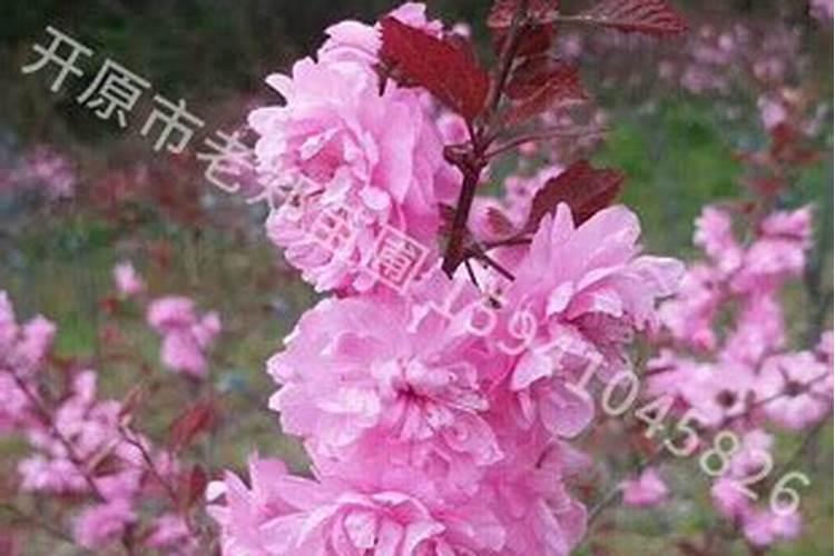 重瓣榆叶梅嫁接技术