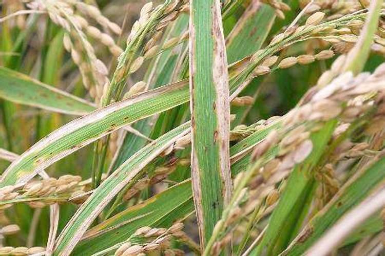 登记防治水稻的白叶枯病的主要药剂