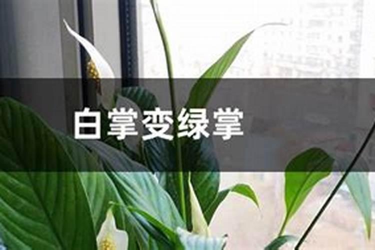白掌变绿掌的原因
