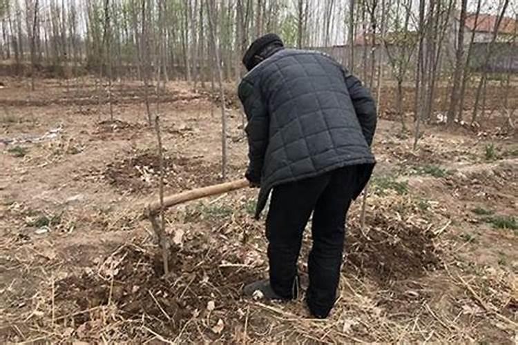 刚种下的树苗可以施肥吗？