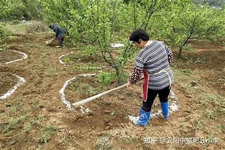 树苗种下多久施肥