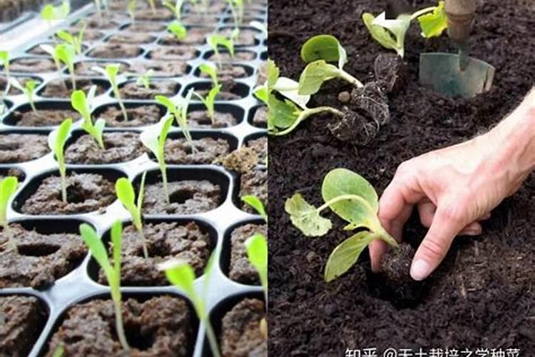 蔬菜育苗移栽有诸多好处,在育苗移栽时要注意些什么？