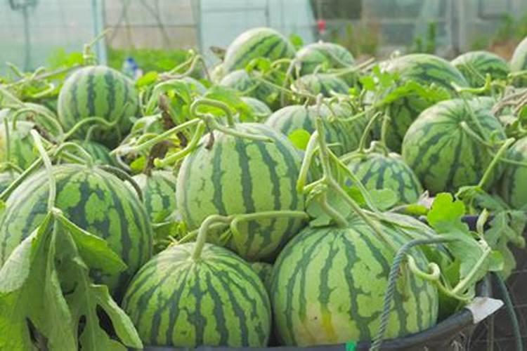 夏日绿茵：六月大棚西瓜管理要点全解析