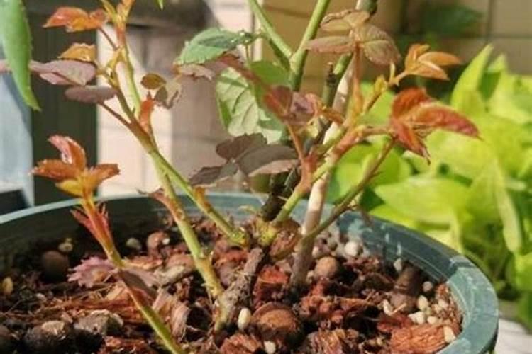 月季开花还需要浇磷肥吗为什么？