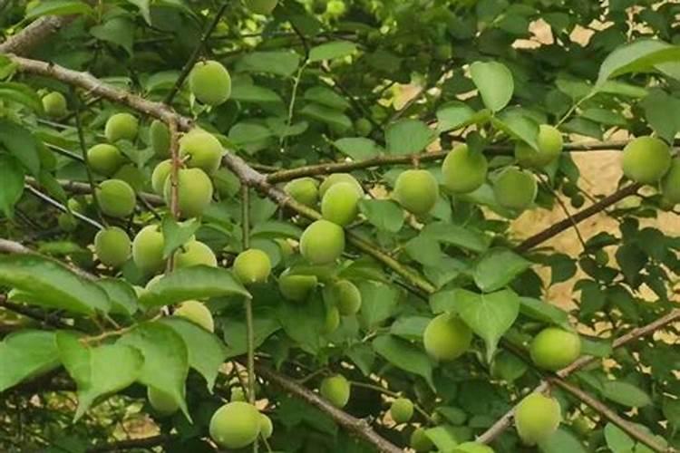 青梅种子怎么种植青梅种子种植方法