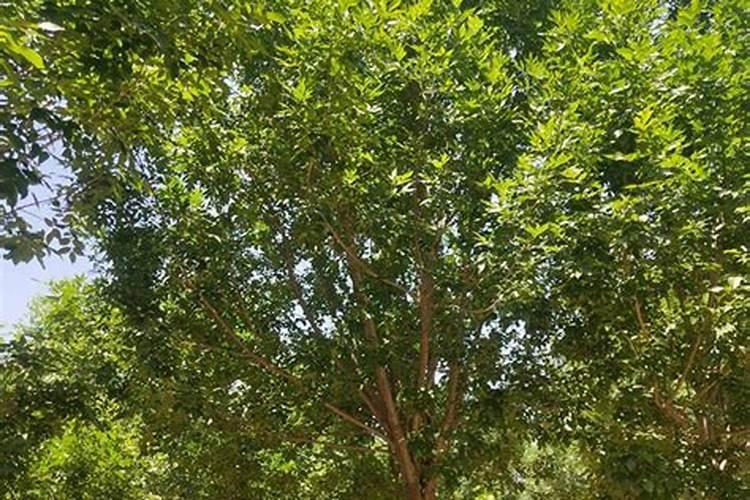 怎样种植管理白蜡树
