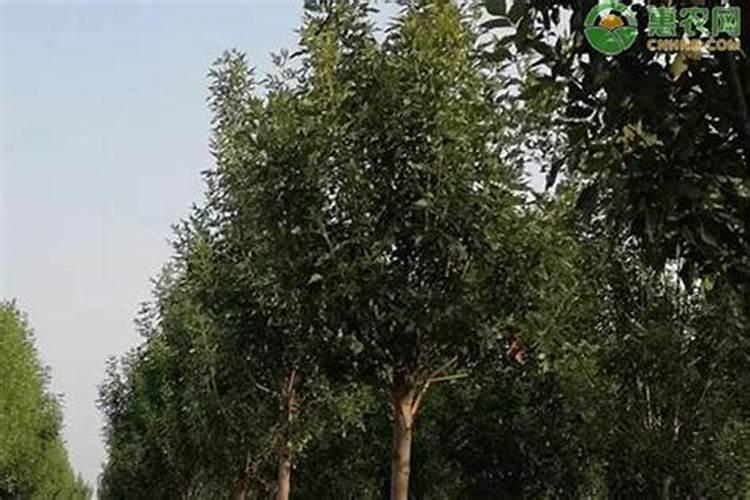 白蜡树种植白蜡树的养殖方法