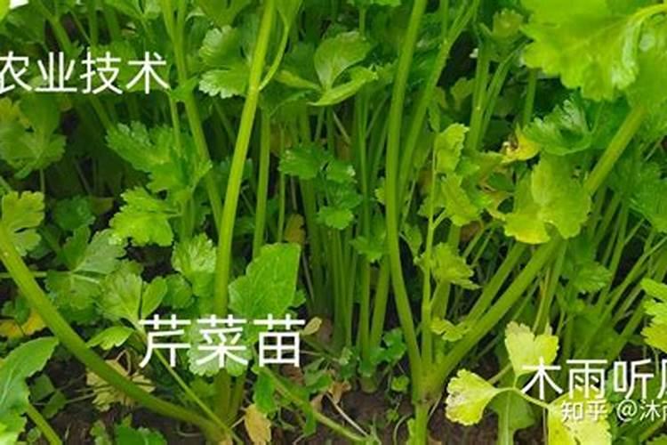 啥原因造成芹菜轻轻一折就断？