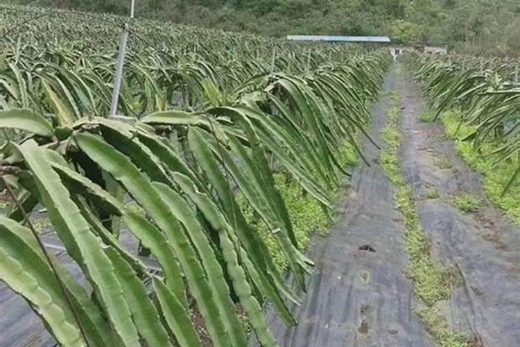 掌握火龙果修剪艺术，迈向高产丰收之路