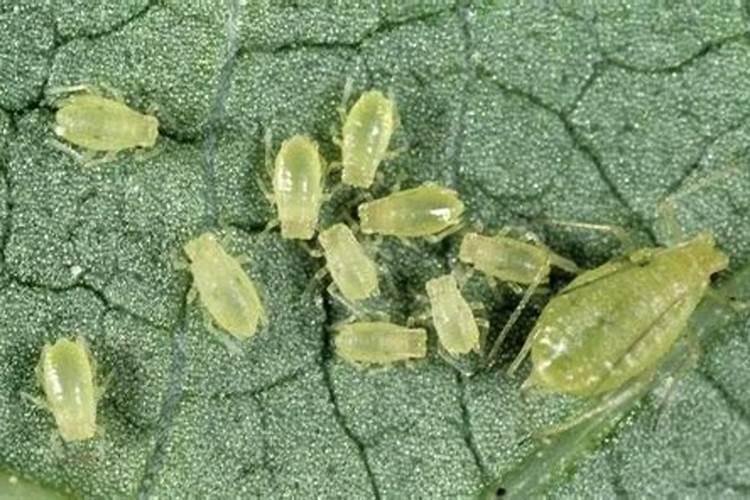 如何杀死蔬菜上面的蜜虫