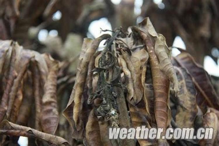 什么叫果树寒害？