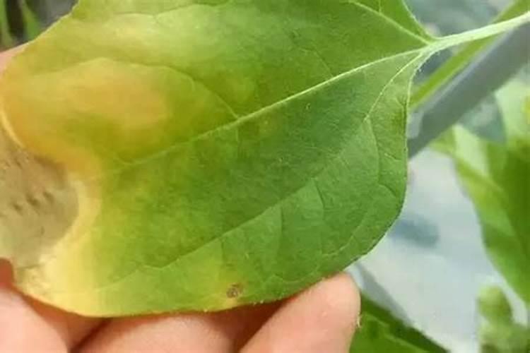 苗木黄化原因大解析