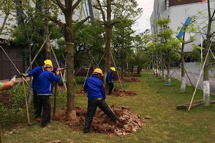 栽植的绿化苗木出现这种症状的原因是什么？管护中应该采取那些措施来防止。
