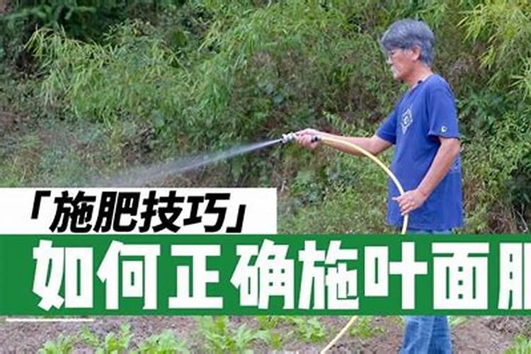 下山桩怎么施叶面肥最好？