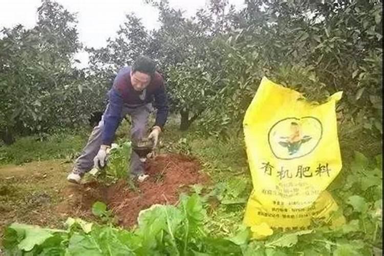 果园怎样施用生物菌肥？