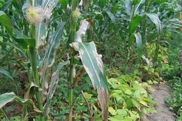 玉米灰斑病及防治方法？